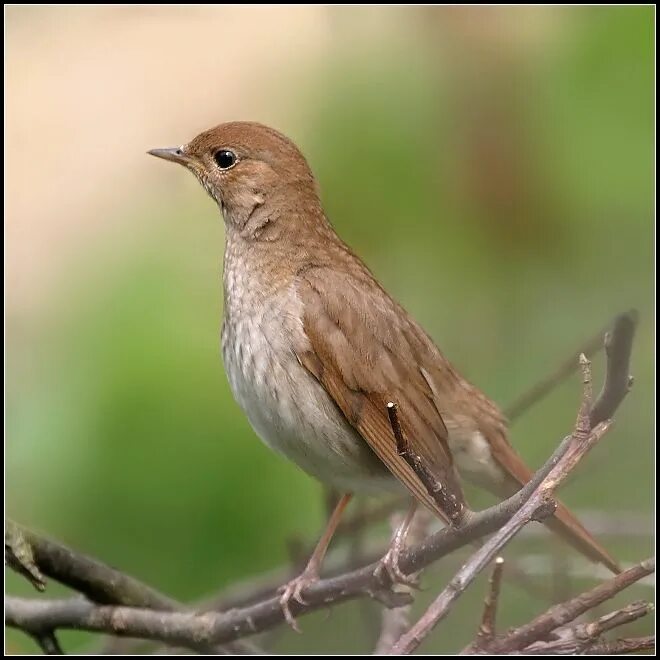 Болотные соловьи. Соловей месяц. Соловей месяц поет. Соловей коричневый. Соловей перелетная птица.