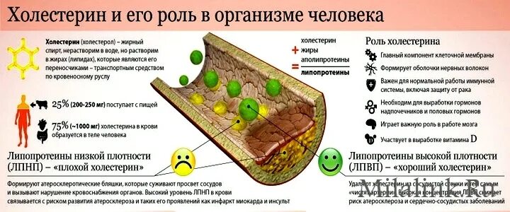 Холестерин вред и польза. Холестерин. Холестерин в организме человека. Холестерин и его роль в организме. Холестерин и липопротеиды.