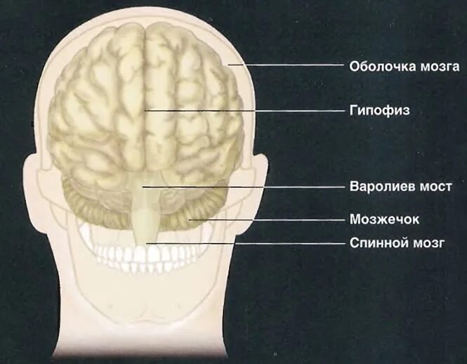 Мозг находится в голове