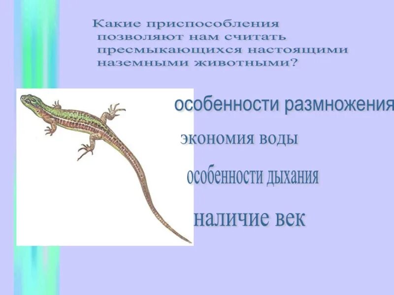 Приспособленность рептилий к жизни на суше. Приспособление к размножению. Особенности приспособленности пресмыкающихся. Почему пресмыкающиеся настоящие наземные животные. Приспособленность к размножению.