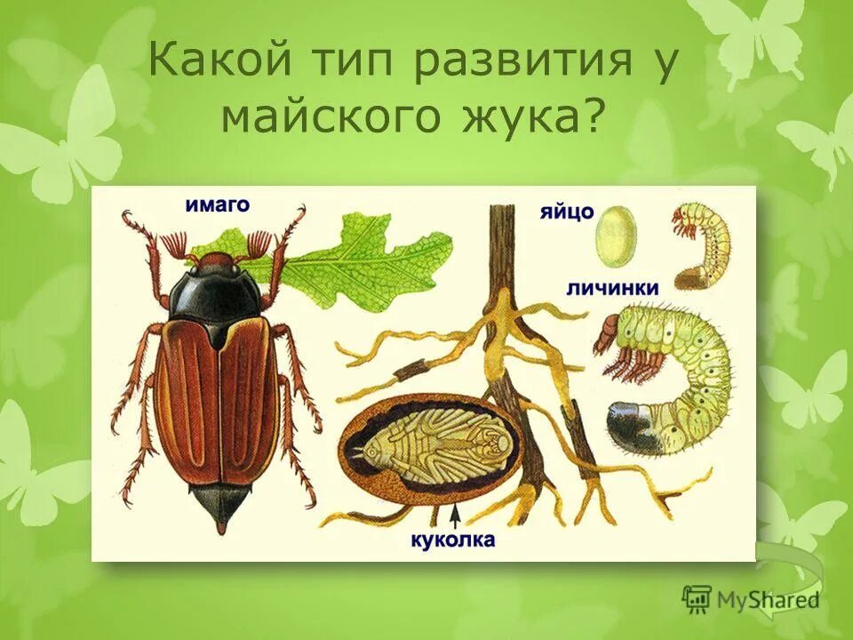Тип превращения майского жука. Тип превращения майского жука