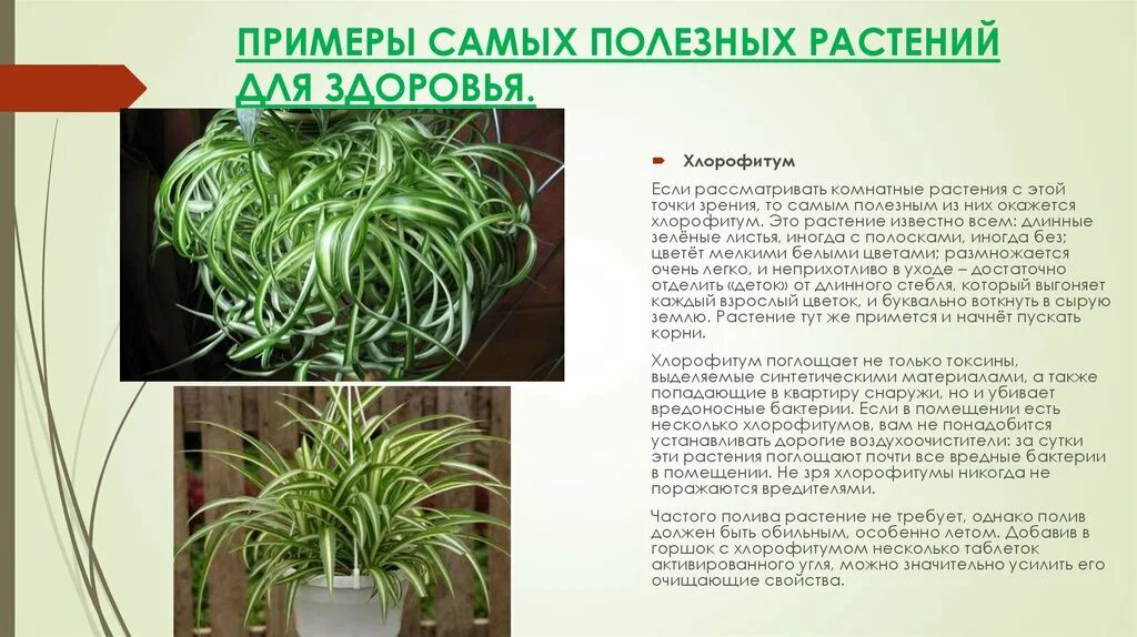 Хлорофитум хохлатый Chlorophytum comosum. Хлорофитум хохлатый болезни. Комнатные цветы полезные для здоровья. Полезные цветы для человека. Хлорофитум вред