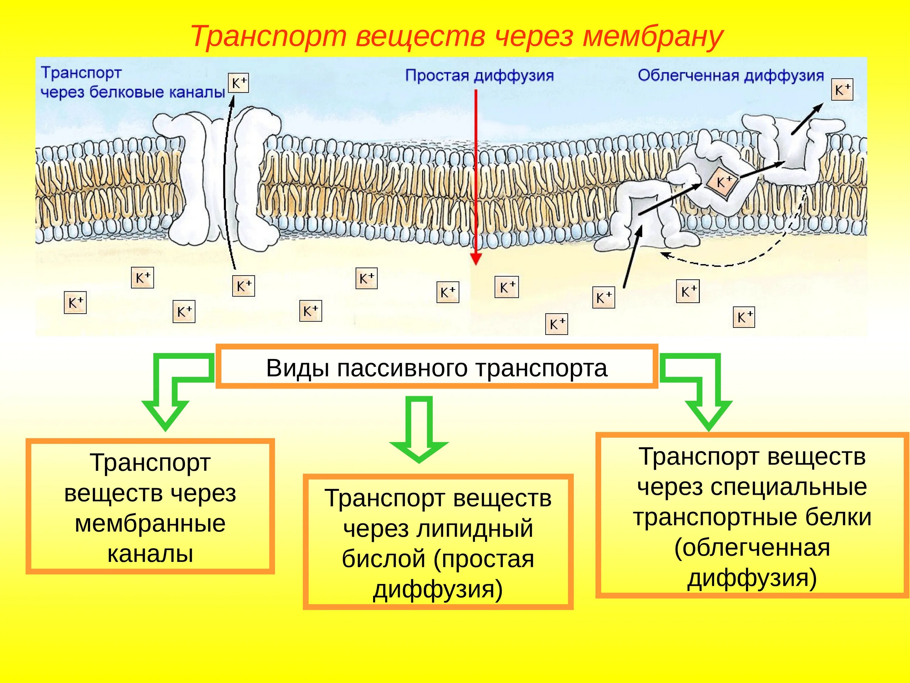 Какой вид мембранного транспорта показан на рисунке. Мембранный транспорт пассивный активный облегченный. Типы транспорта веществ через мембрану. Пассивный транспорт веществ простая и облегченная диффузия. Схема транспорта через клеточную мембрану.