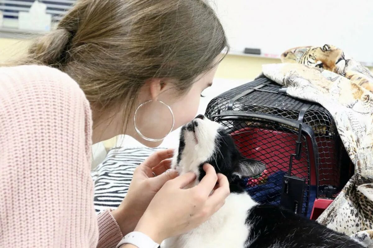 Volunteering at an animal shelter. Девушка гладит питомца. Девочка гладит кошку. Девочка нашла кота. Девушка гладит кота на маникюре.