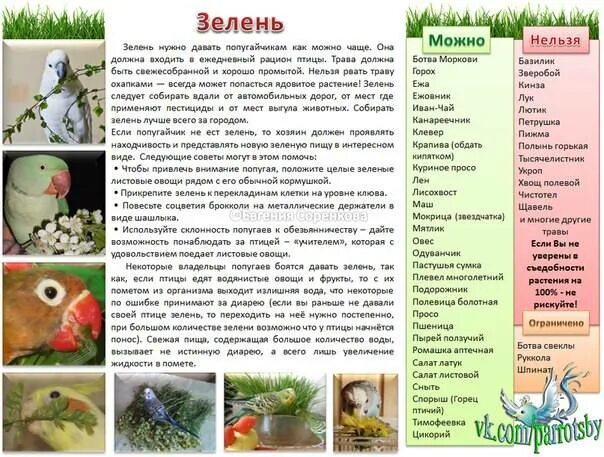 Какую траву можно попугаям. Разрешенные растения для попугаев. какие фрукты можно давать волнистому попугаю. какие овощи можно давать волнистому попугаю. какие фрукты и овощи можно давать волнистым попугаям.