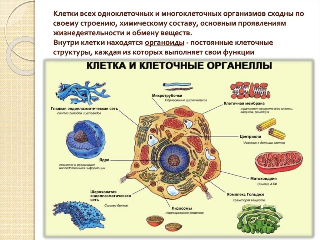 Клетка строение основные функции. Клетка строение основные функции
