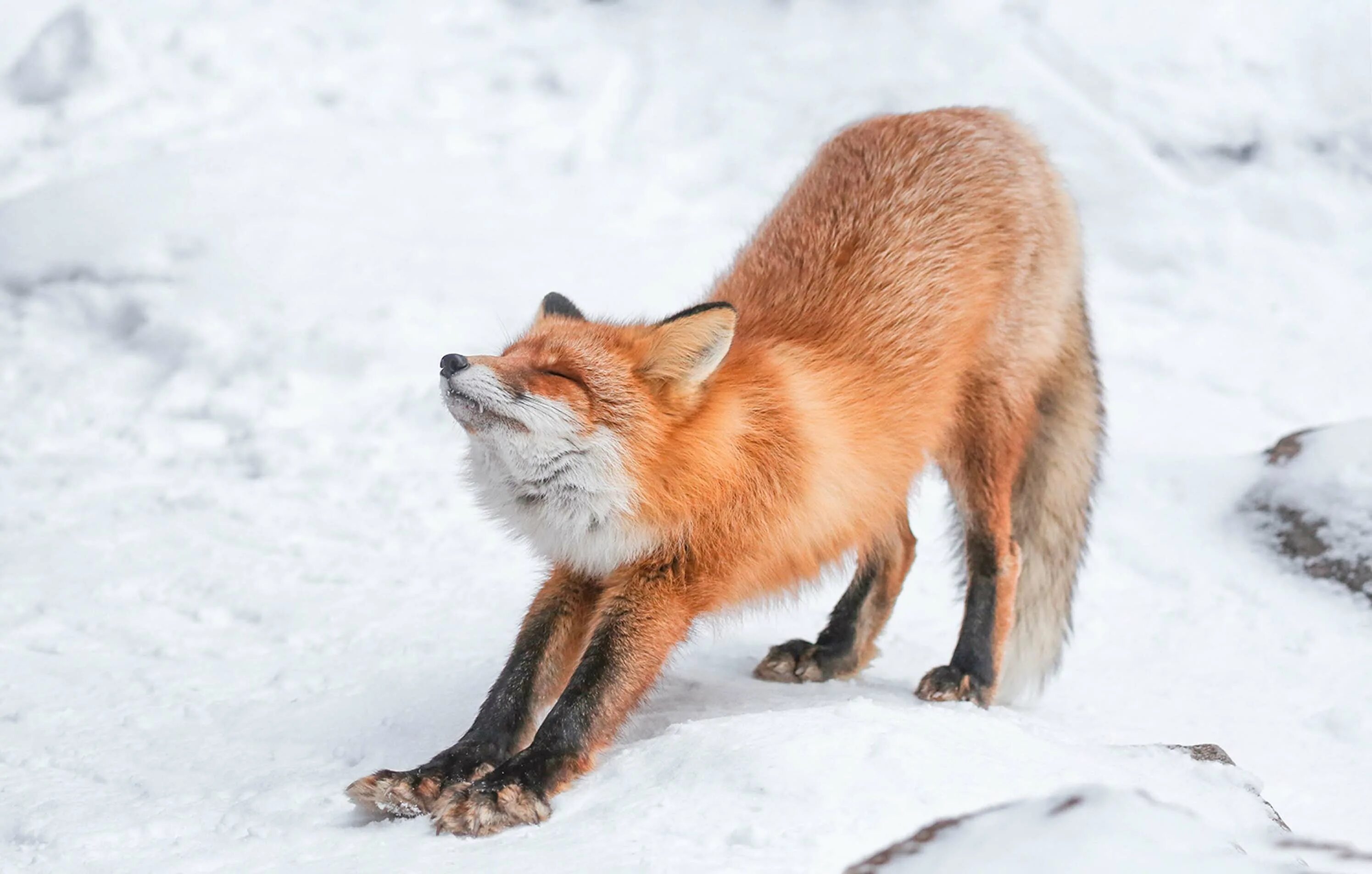Как лиса готовится к зиме. Какая шубка у лисы зимой. Лиса зимой. Какая шубка у лисы зимой. Какая шубка у лисы зимой.