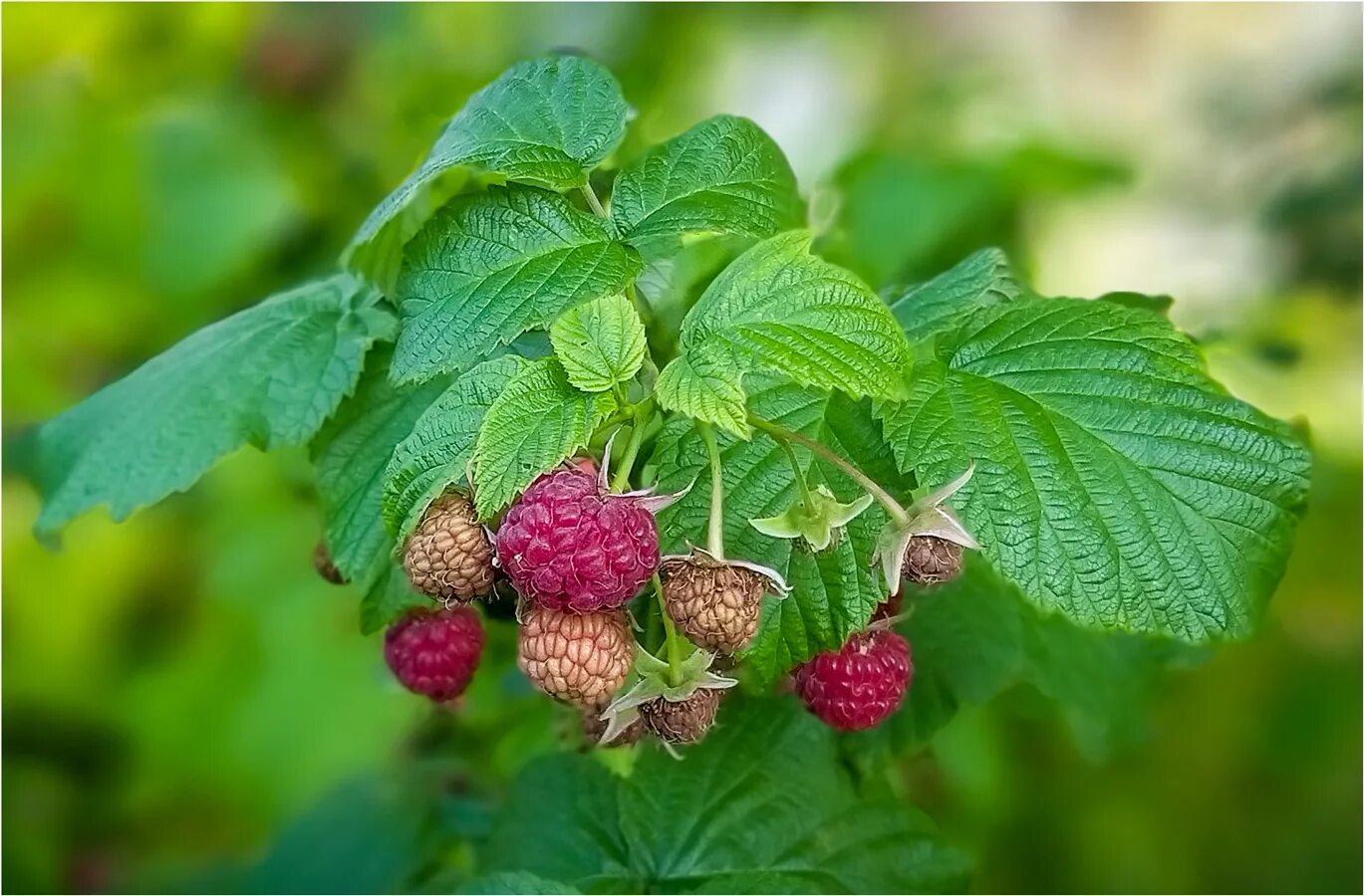 Ягодка ягодка малинка. Горсть ягод. Малина сорт вислуха. Братья малинка. Ягодка малинка переделка.