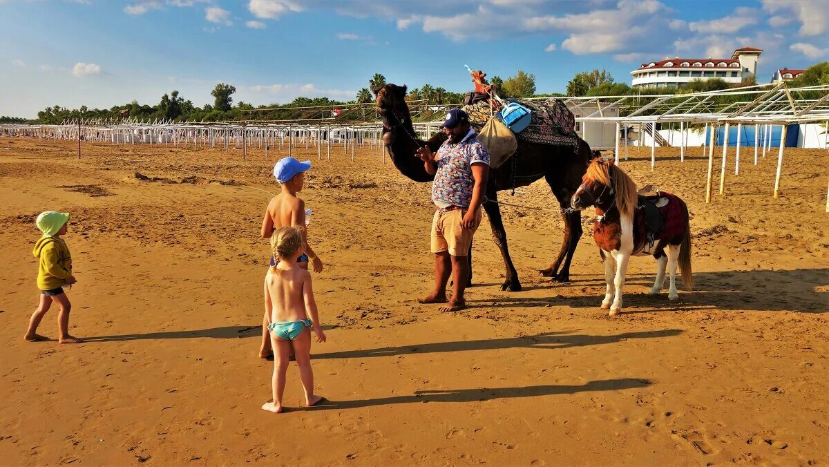 ледовый городок челябинск верблюды. верблюды в оренбурге. пони и верблюд иллюстрации. сказочник скрестивший пони с верблюдом 5. сказочник скрестивший пони с верблюдом 5.