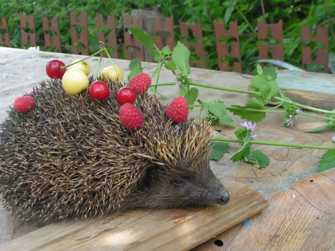 Ёжик из пластелина и семечек. Поделка ежик. Ежик с яблоком. Еж игрушка. Ежик маленькая игрушка.