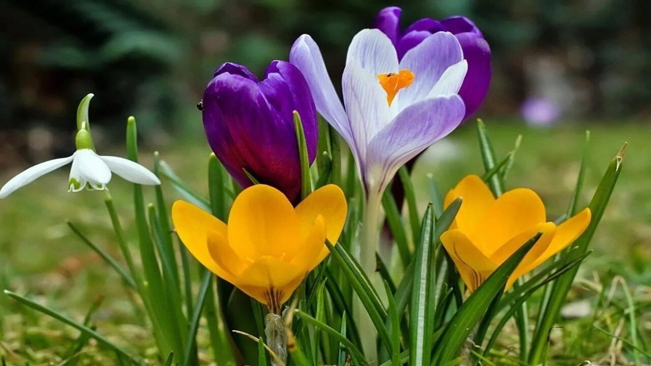 Цветной весенний. Первоцветы крокусы. Первоцветы (подснежники, крокусы, гиацинты).. Первоцветы подснежники крокусы. Весенние цветы первоцветы Крокус.
