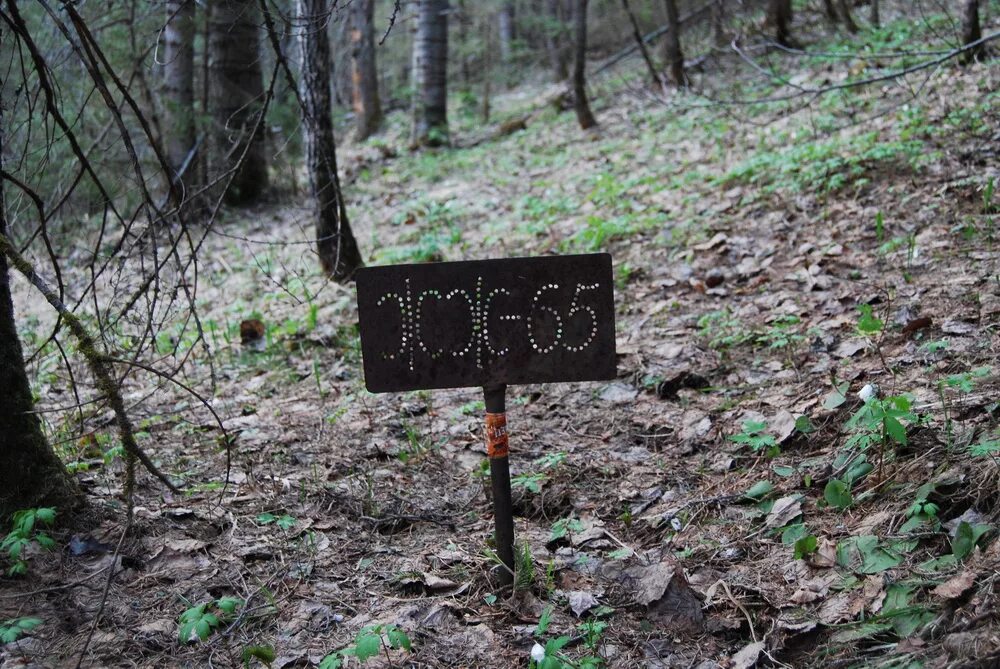 Захоронение заключенных. Гулаг места захоронения. Секирная гора на соловках. Захоронение осуждённых. Захоронение осужденных.