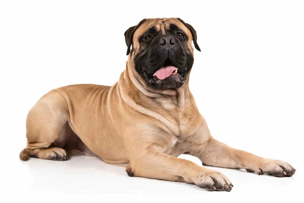 List of mastiff type breeds