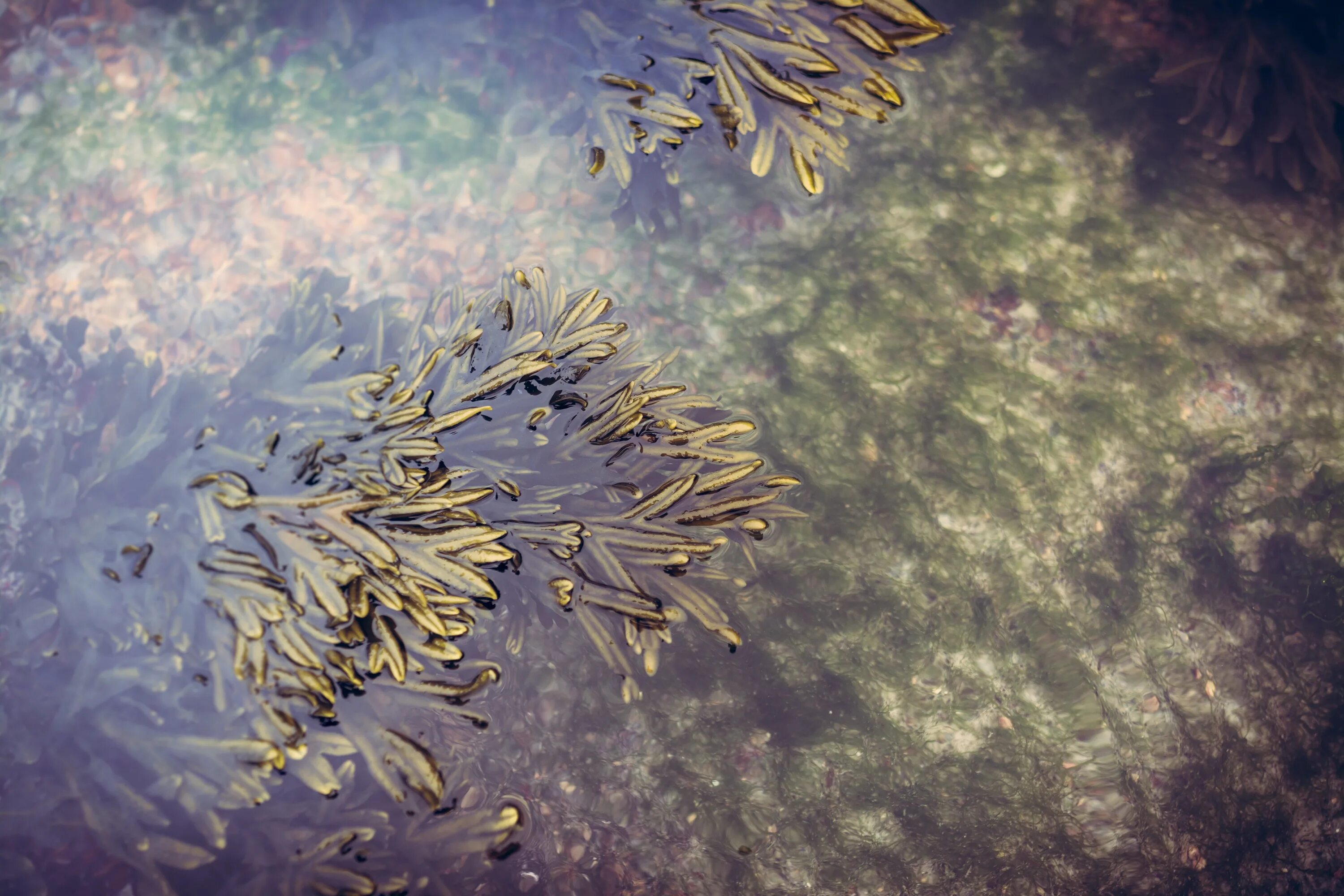 В воде рыбы водоросли. Триходесмиум водоросль. Кораллина водоросль. Подводные растения. Водоросли Макросъемка.