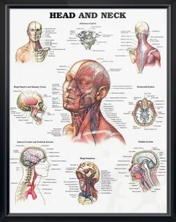 Head neck
