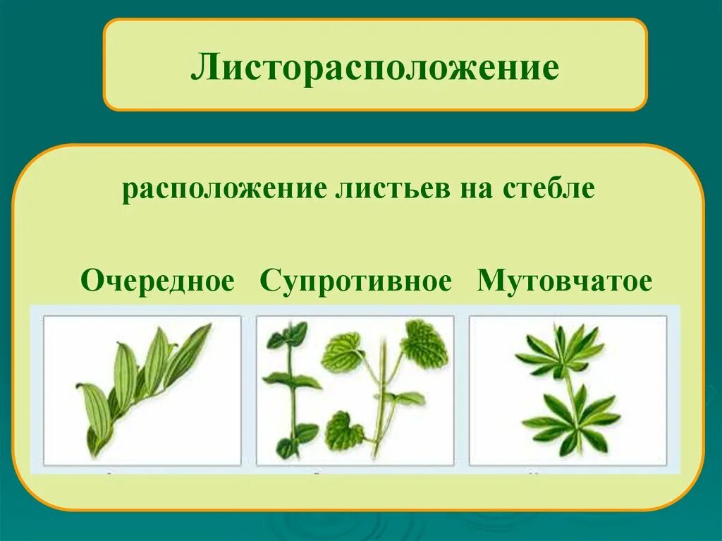 Листья расположены вертикально. Очередное супротивное мутовчатое. Супротивное листорасположение. Листорасположение листьев очередное супротивное мутовчатое. Мутовчатое расположение листьев.