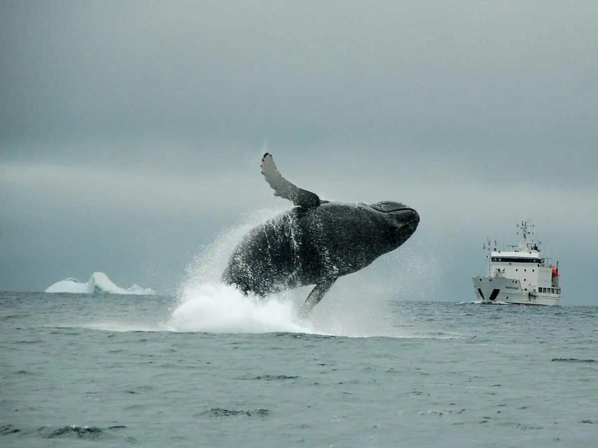 Горбатые киты мурманск. Горбатые киты в баренцевом море. Кит малый полосатик в баренцевом. Териберка касатки киты. Киты в мурманске.