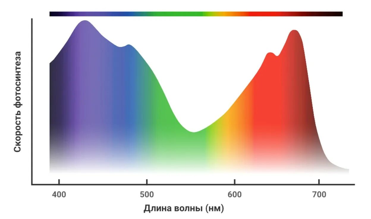 Белый спектр для растений
