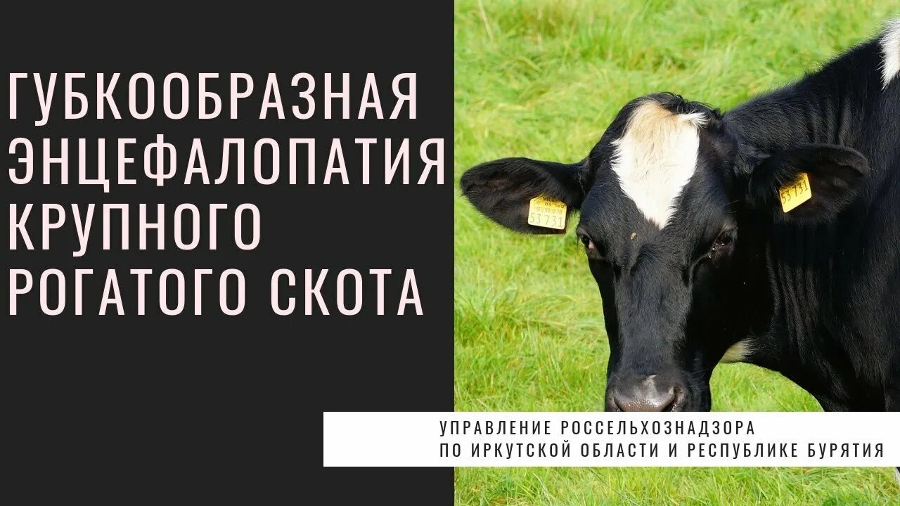 Губкообразная энцефалопатия крс. Губкообразная энцефалопатия крупного рогатого скота. губчатая энцефалопатия крупного рогатого. губчатая энцефалопатия крупного рогатого скота. губкообразная энцефалопатия крс (гэкрс).