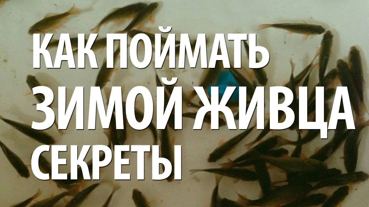 Как сохранить живца для зимней рыбалки. Как поймать малька зимой. живец зимой. как сохранить живца зимой.