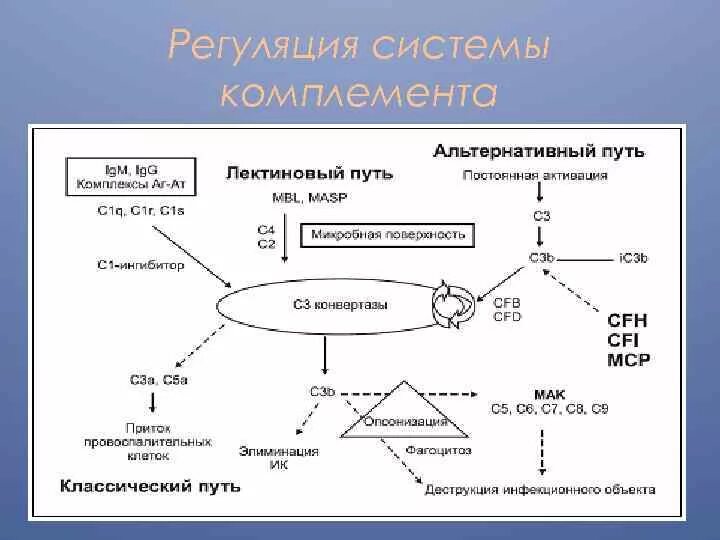 Комплемента анализ. Регуляторы активности системы комплемента. мембранные регуляторы активности комплемента. регуляция активности комплемента. регуляция работы системы комплемента.