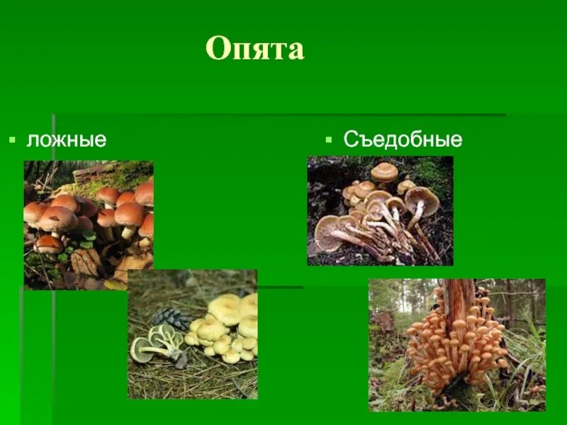 Как отличить опята от ложных опят. Как отличить опята от ложных опят