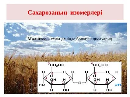 Мальтоза содержится