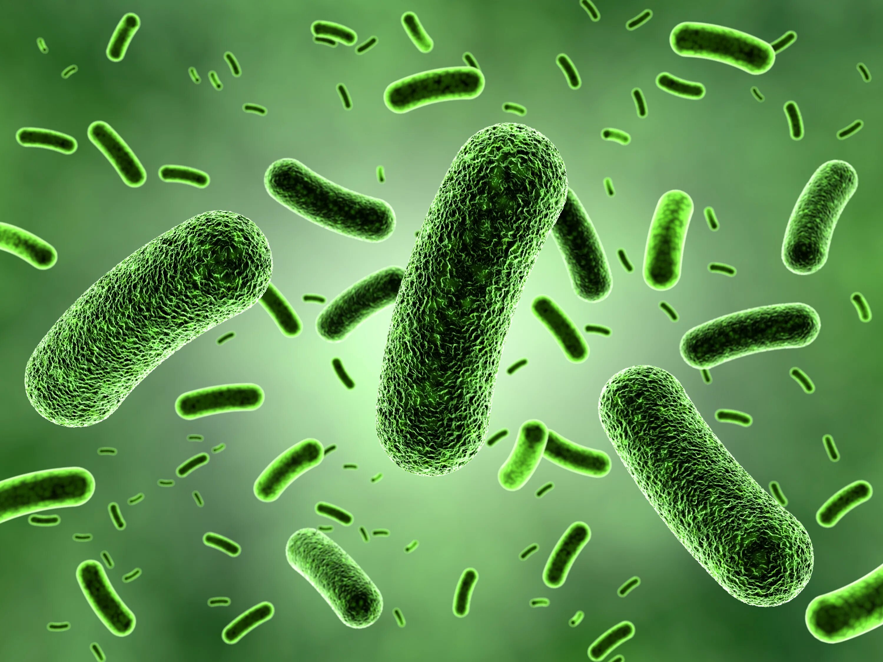 Бациллы бактерии. Молочнокислые бактерии (Lactobacillus plantarum). Палочковидные бактерии бациллы.