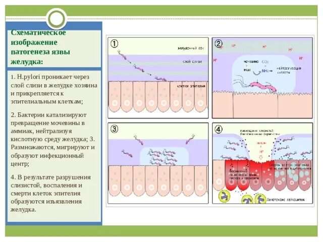 Слизистый слой бактерий. Муциновый и слизистый слой. Слизь и слизистый слой бактерии. Книжка желудка слизистый слой в фармакологии.