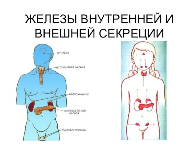 Органы внешней секреции человека. Эндокринная система железы внешней секреции. Железы внутренней и внешней секреции схема. Схема желез внешней секреции. Железы внешней и внутренней секреции 8 кл.