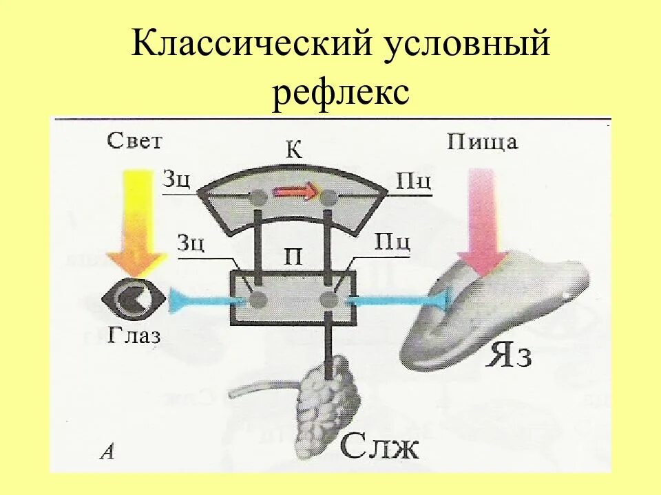 3 условными рефлексами являются