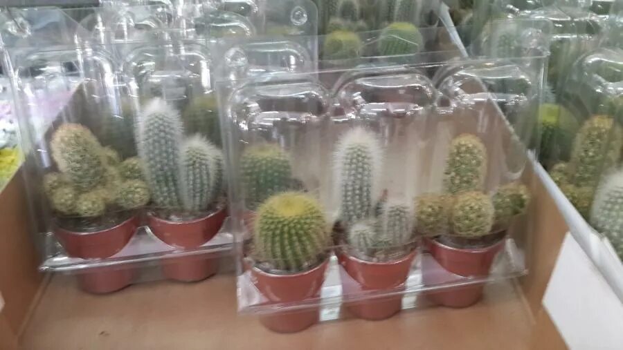 Cactus 150