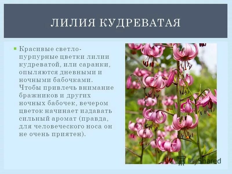 систематика лилия кудреватая. лилия кудреватая описание. лилия кудреватая описание. лилия саранка красная книга описание. лилия саранка описание.