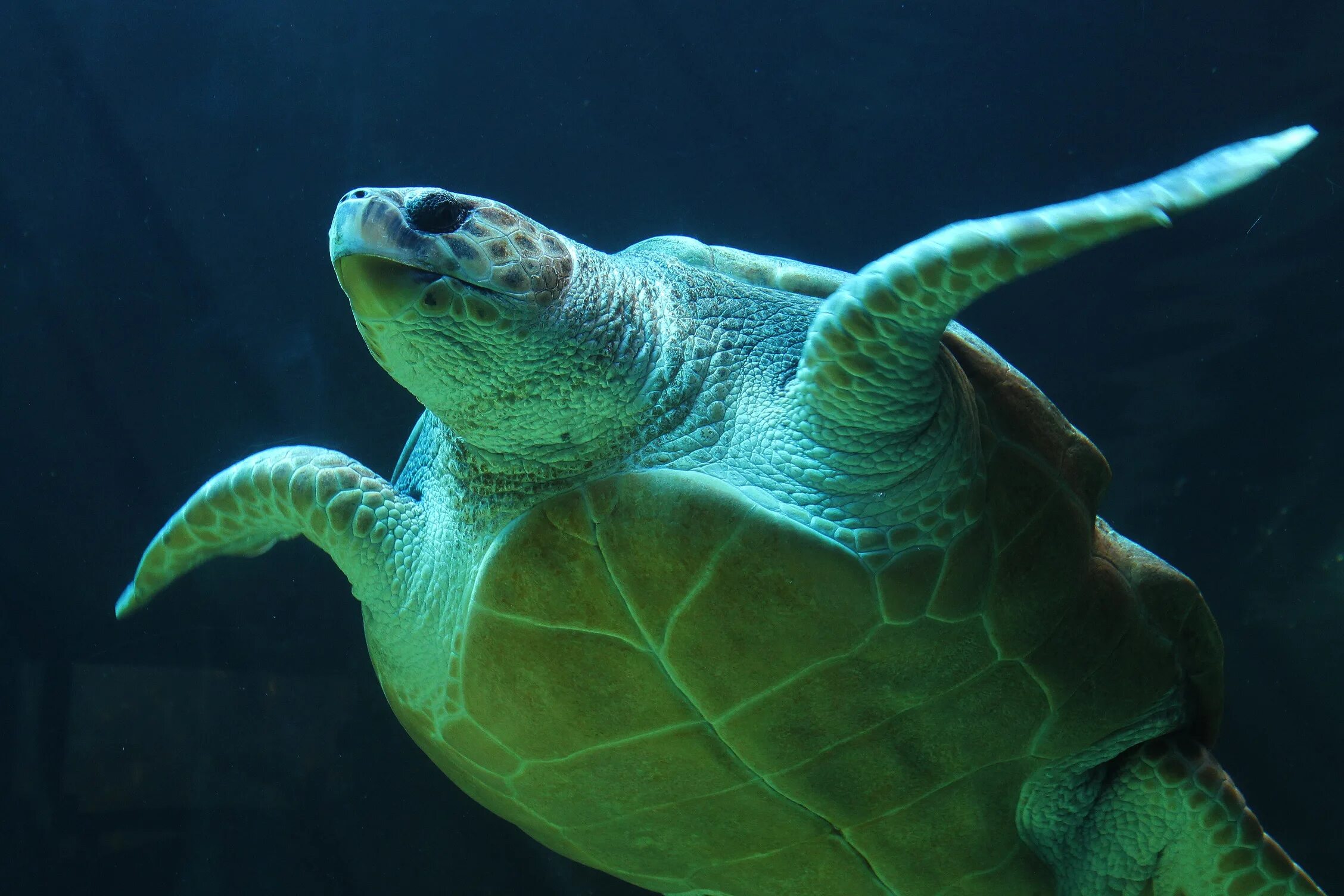 T turtle. Зеленая морская черепаха. Зеленая суповая черепаха. Морская черепаха Ридли Кемпа. Пресмыкающиеся черепахи.