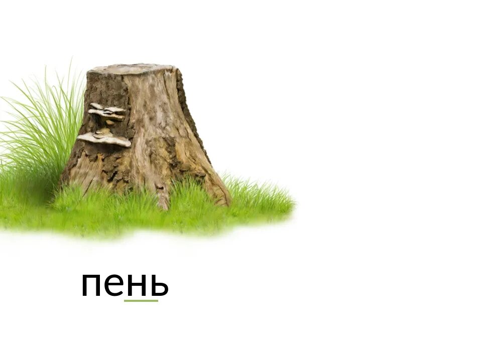 Пень. Пень на белом фоне. Пень рисунок. Пень на фоне гор. Букв и звуков в слове пень