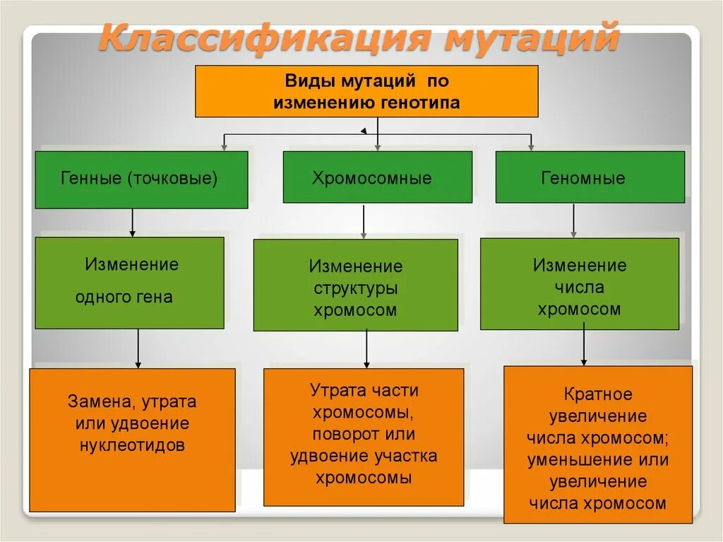 Изменение числа хромосом в генотипе: найдено 87 изображений