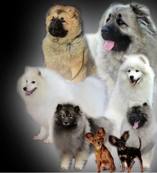 питомник породных собак. родезийский риджбек питомники. ховаварт породы собак германии. питомник собак пород. приют для приют в москве приют москве.