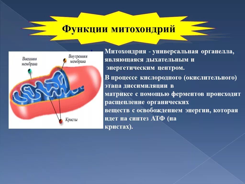 Каковы строение и функции митохондрий. Митохондрии строение и функции. Строение митохондрий биохимия. Митохондрия процесс. Митохондрии расщепляет органические.