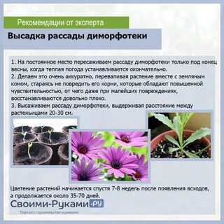 Остеоспермум посев на рассаду