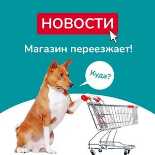 Бетховен магазин для животных