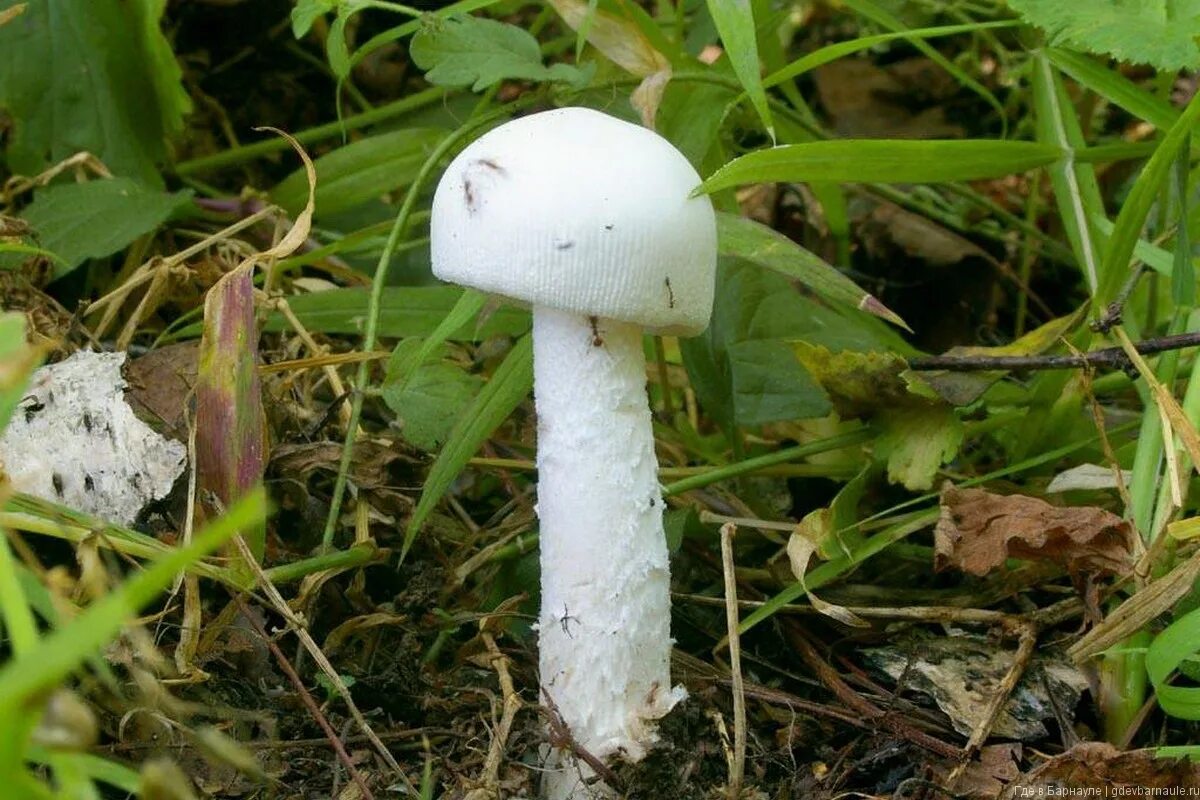 Какие белые поганки. Шампиньон перелесковый гриб. Поплавок гриб и бледная поганка. Белая поганка мухомор вонючий. Amanita nivalis.