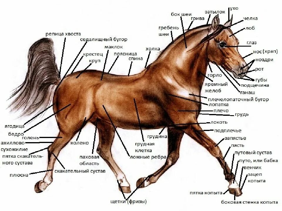 Строение лошади анатомия. Экстерьер лошади стати тела. Анатомия лошади схема. Топография статей лошади. Телосложение лошади 5 букв