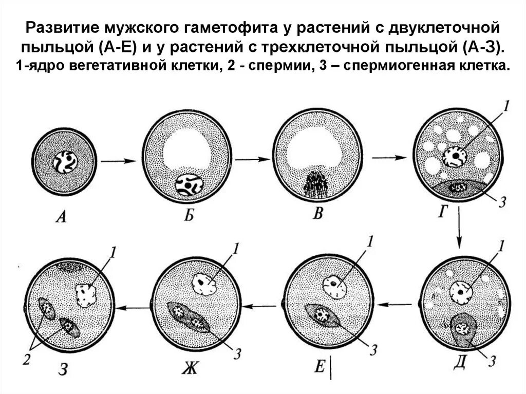 Женский и мужской гаметофит