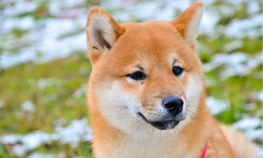 Собака японский сиба цена