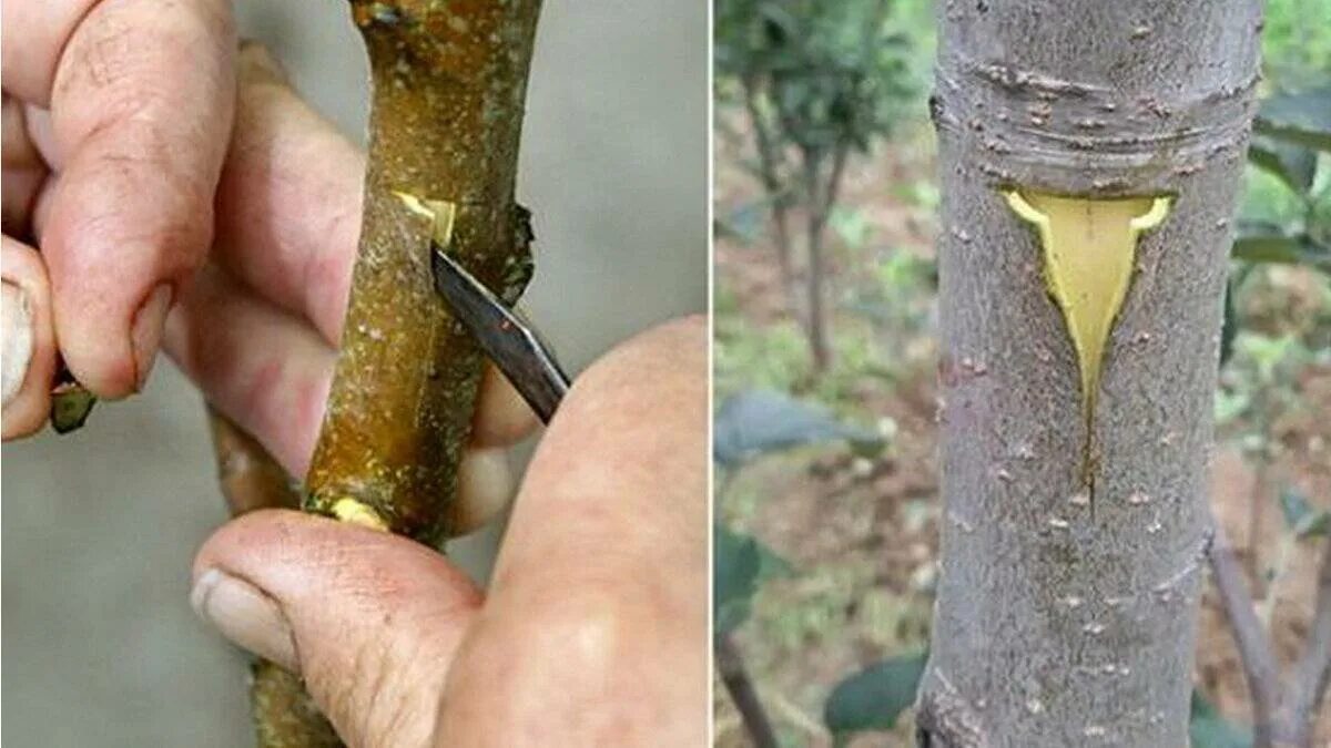 Нужно прививки яблони. Прививка яблони окулировкой. Способы прививки плодовых деревьев окулировка. Прививка яблони подвой привой. Весенняя окулировка яблони.