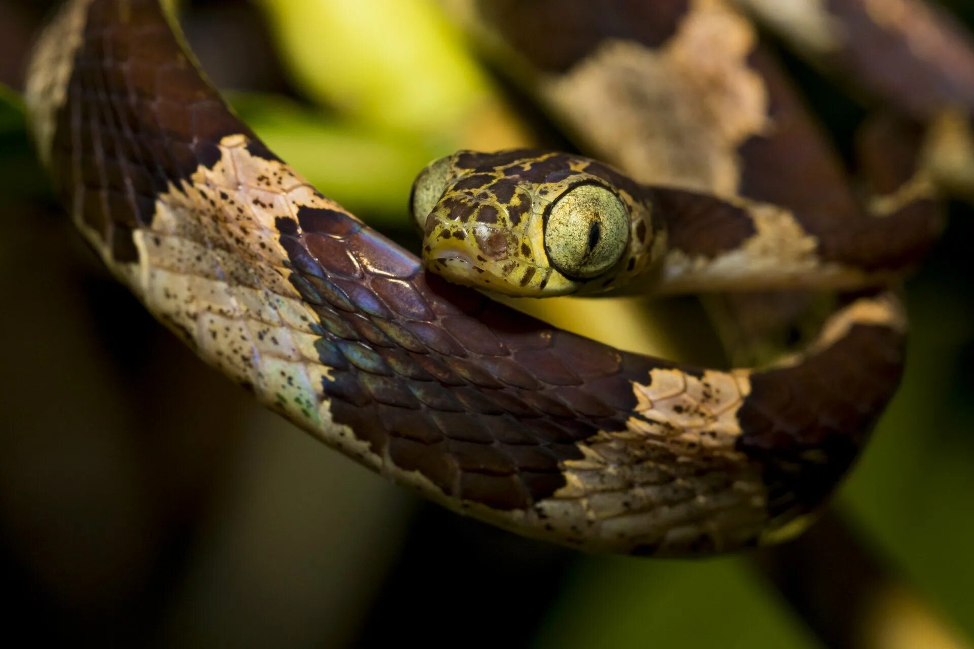 Змеи шри ланки. Крейт змея Шри-Ланка. Зеленая остроносая змея Шри Ланка.