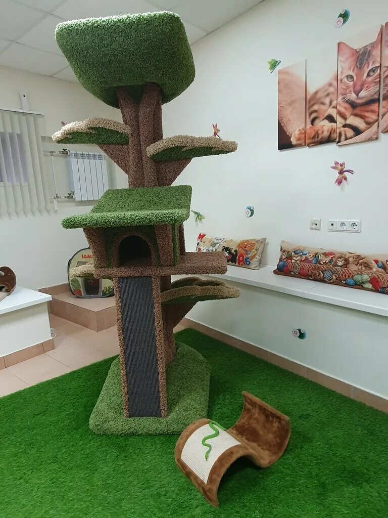 Pet hotel premium. Отель для кошек. Гостиная с кошкой. Домики для кошек СПБ. Загородный отель для кошек.