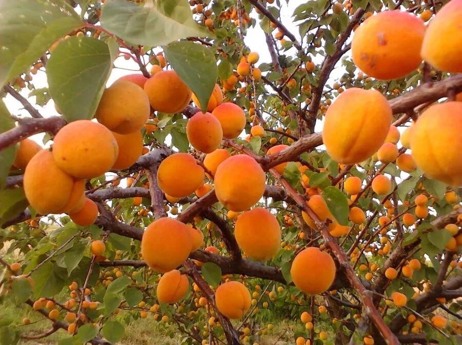 Абрикос сорт триумф. Абрикос колорадо. Корзина с фруктами. Абрикос шалах. Абрикос ульянихинский.