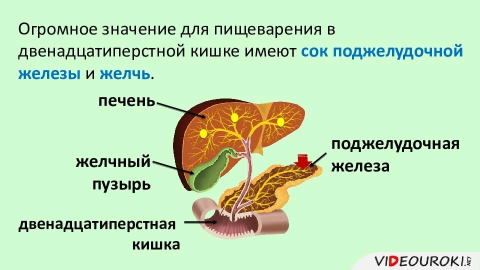 Интенсивное всасывание. Поджелудочная железа всасывание веществ. пищеварение в кишечнике 8 класс всасывание. пищеварение в двенадцатиперстной кишке. пищеварение в двенадцатиперстной кишке физиология.