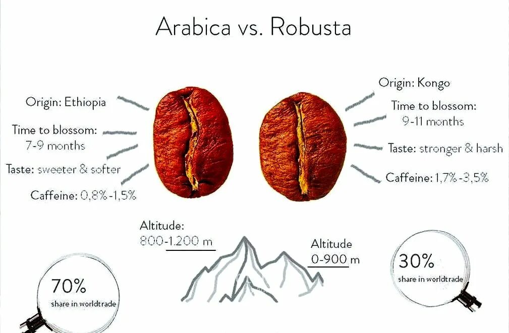 Кофе робуста отличается. Зерно Арабика и Робуста разница. Сорта кофе Арабика и Робуста. Сорт кофе Робуста и Арабика отличия. Зерна Робуста и Арабика отличия.